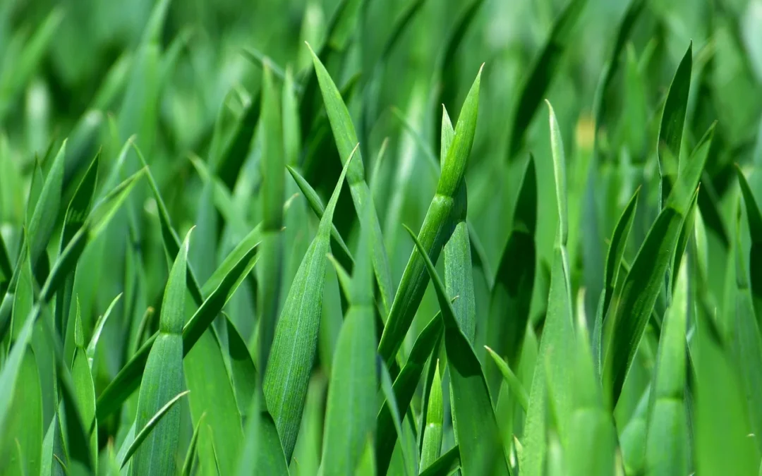 Diferencias entre césped artificial y césped natural