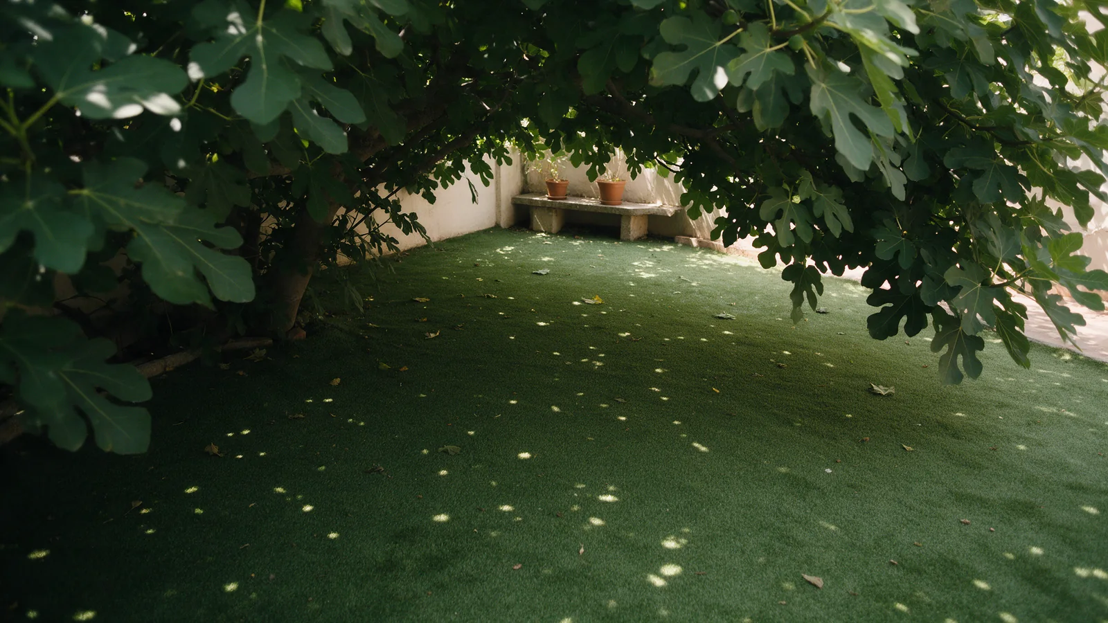 Césped artificial en un patio bajo la sombra de una higuera.